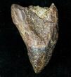 Partially Worn & Rooted Triceratops Tooth #12378-3